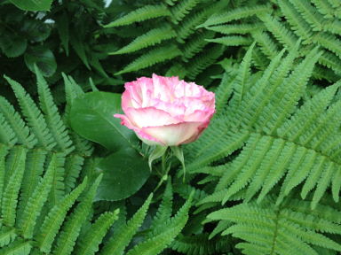 Rose flower and fern